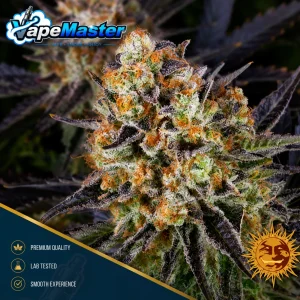 Feminized LSD (Barney's Farm)