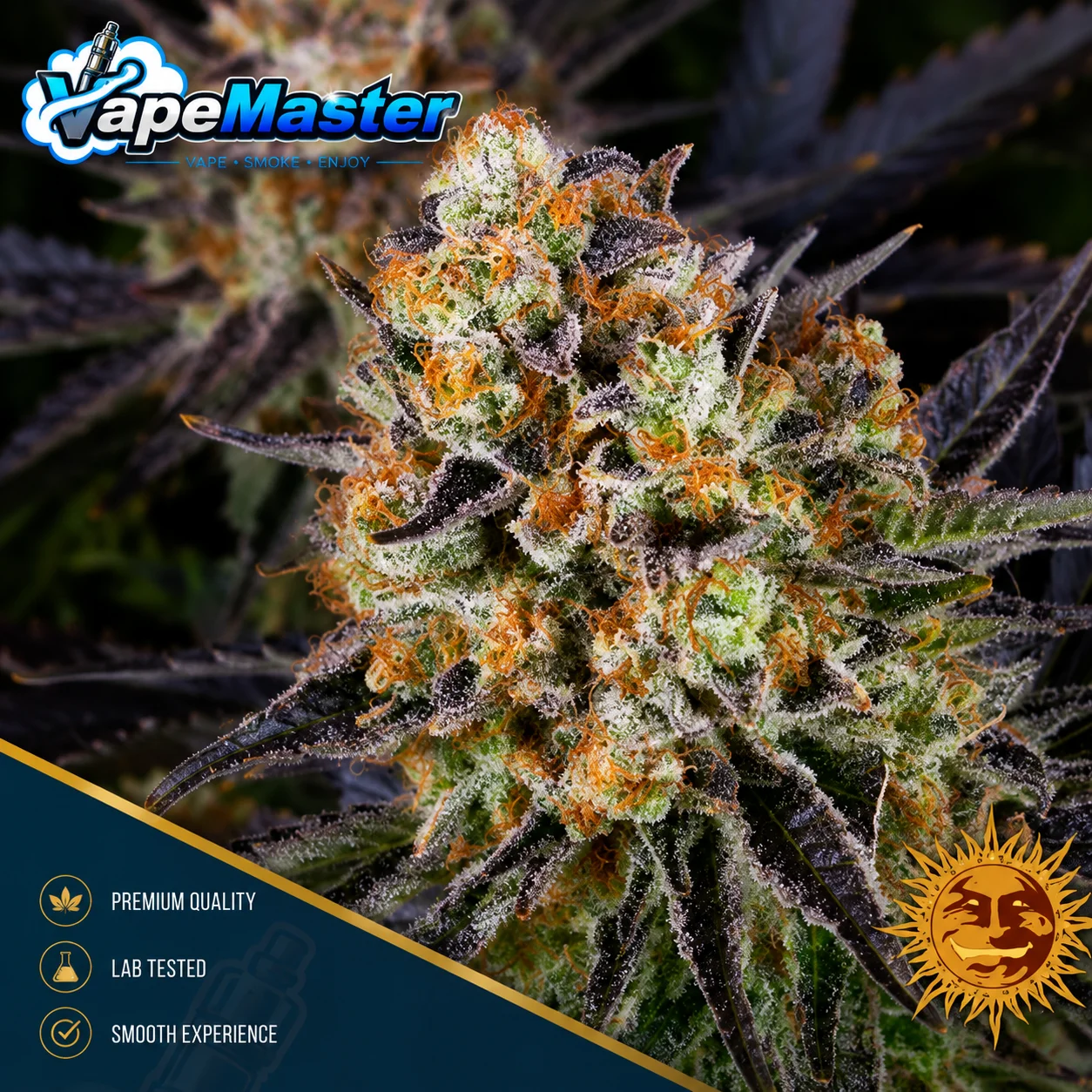 Feminized LSD (Barney's Farm)