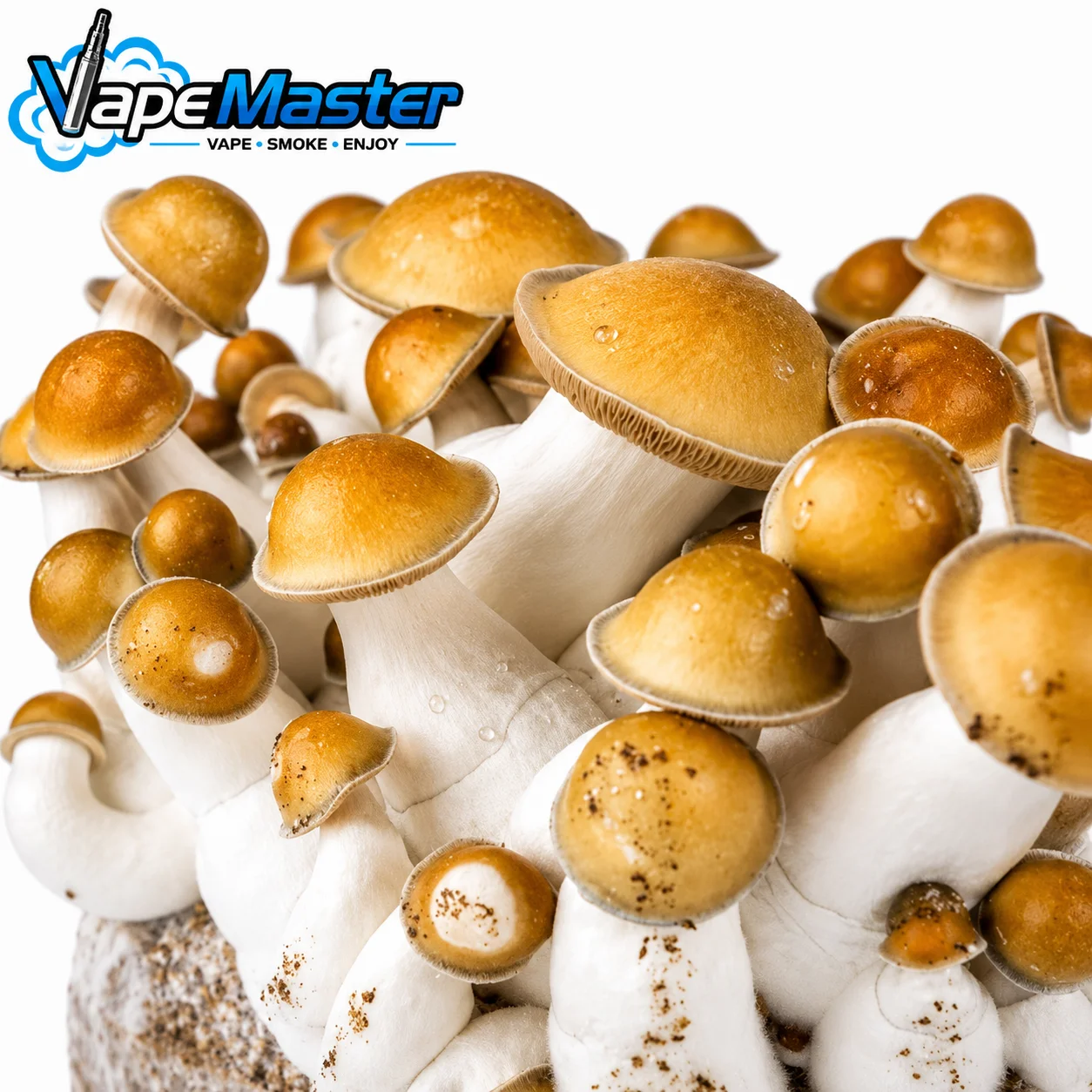 Ready-2-Grow Bag 'Makilla Gorilla' Zamnesia