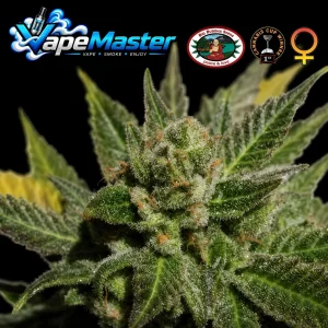 Big Buddha Cheese (Big Buddha Seeds) feminized