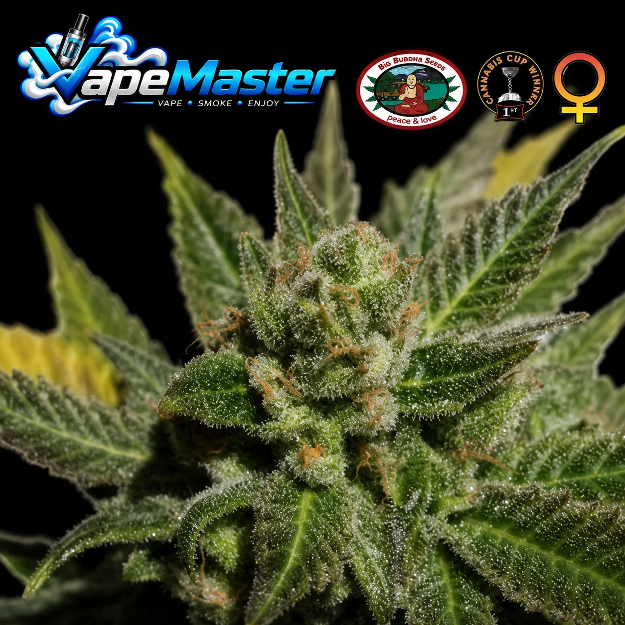 Big Buddha Cheese (Big Buddha Seeds) feminized
