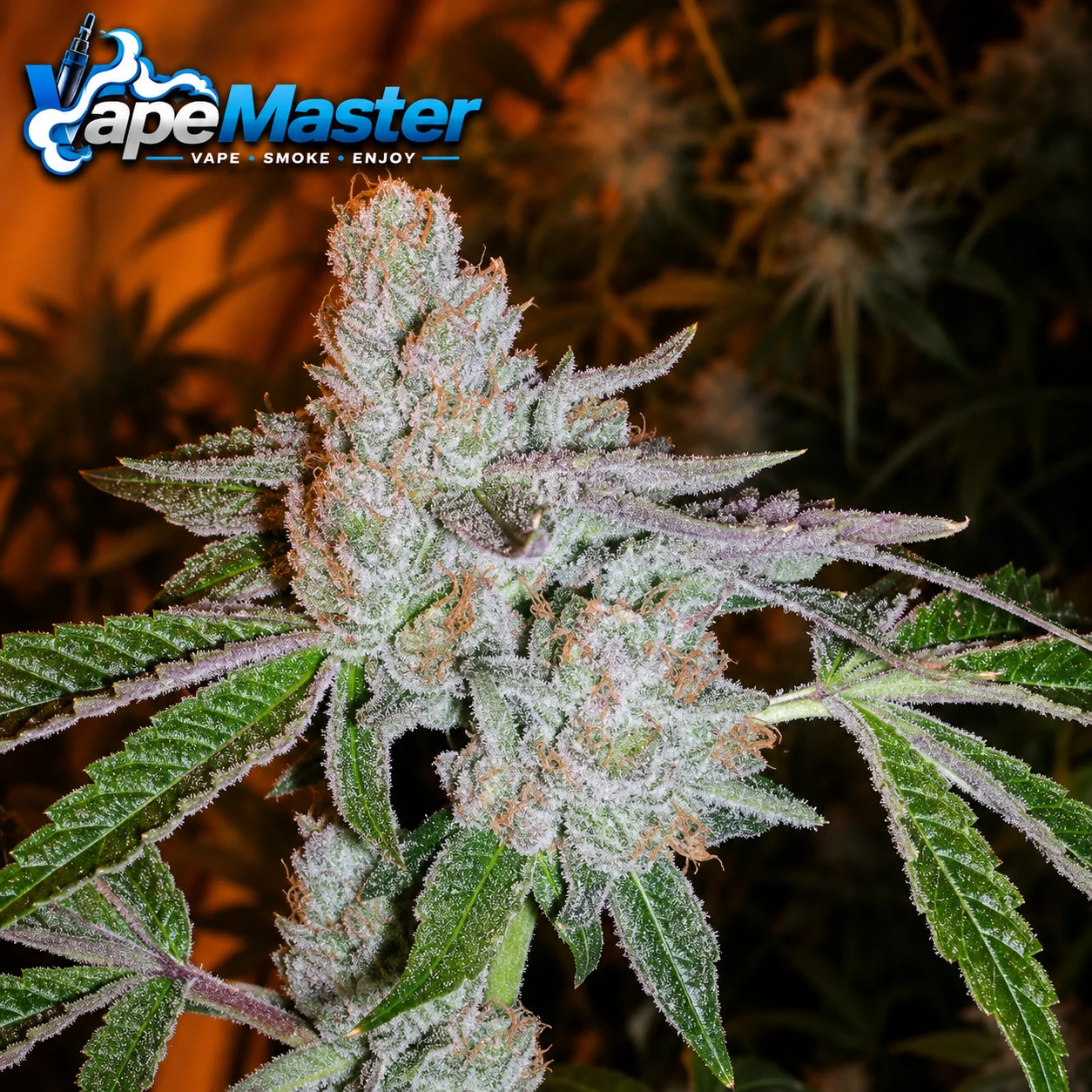 Buddha Tahoe OG (Cali Connection) feminized
