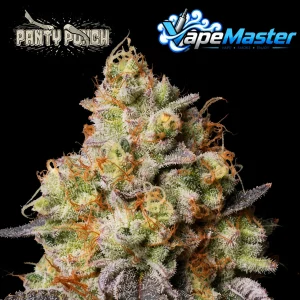 Panty Punch Auto (Seedstockers)