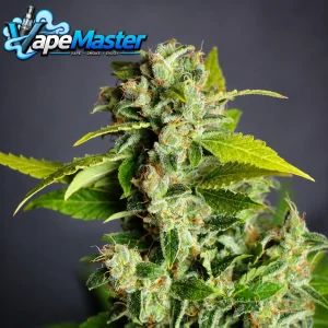 Mikromachine Auto (Kannabia) feminized