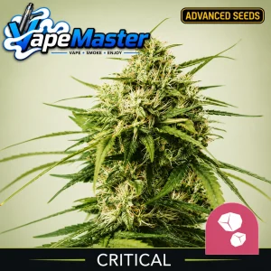 Gushers (Royal Queen Seeds) feminized
