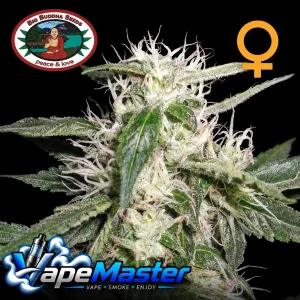 Cheese Dawg (Big Buddha Seeds) feminized