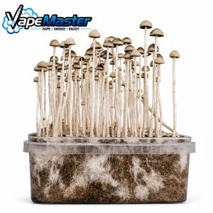 Copelandia Florida Grow Kit