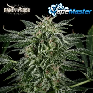 Critical Jack Autoflowering (Silent Seeds) feminized
