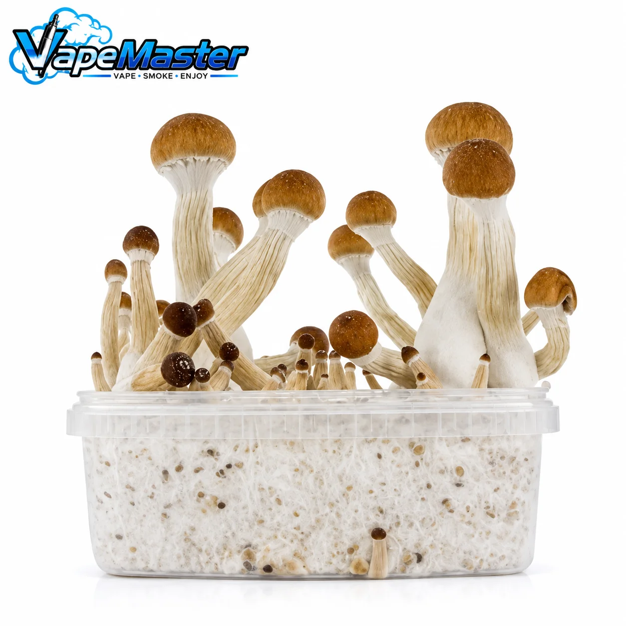Zamnesia SUPREME 'Golden Teacher' Grow Kit