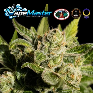 Blue Cheese (Big Buddha Seeds) feminized