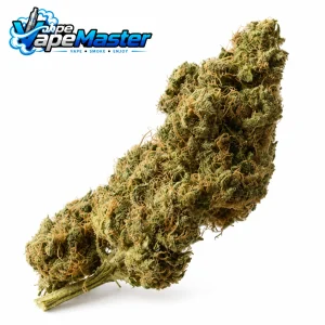 White Choco Haze (Amsterdam Genetics) féminisée
