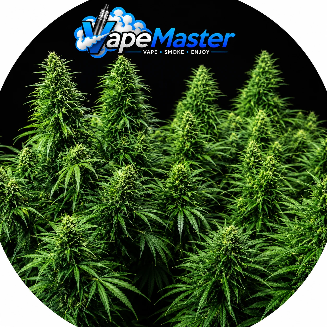 Ruderalis Skunk (Sensi Seeds) regular