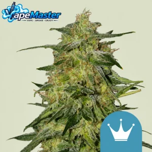 Royal Highness (Royal Queen Seeds) feminized