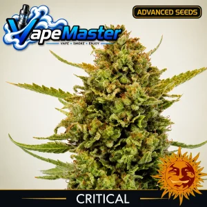 Acapulco Gold (Barney's Farm) feminized