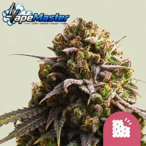Biscotti (Royal Queen Seeds) feminized