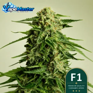 Medusa F1 Auto (Royal Queen Seeds) feminized