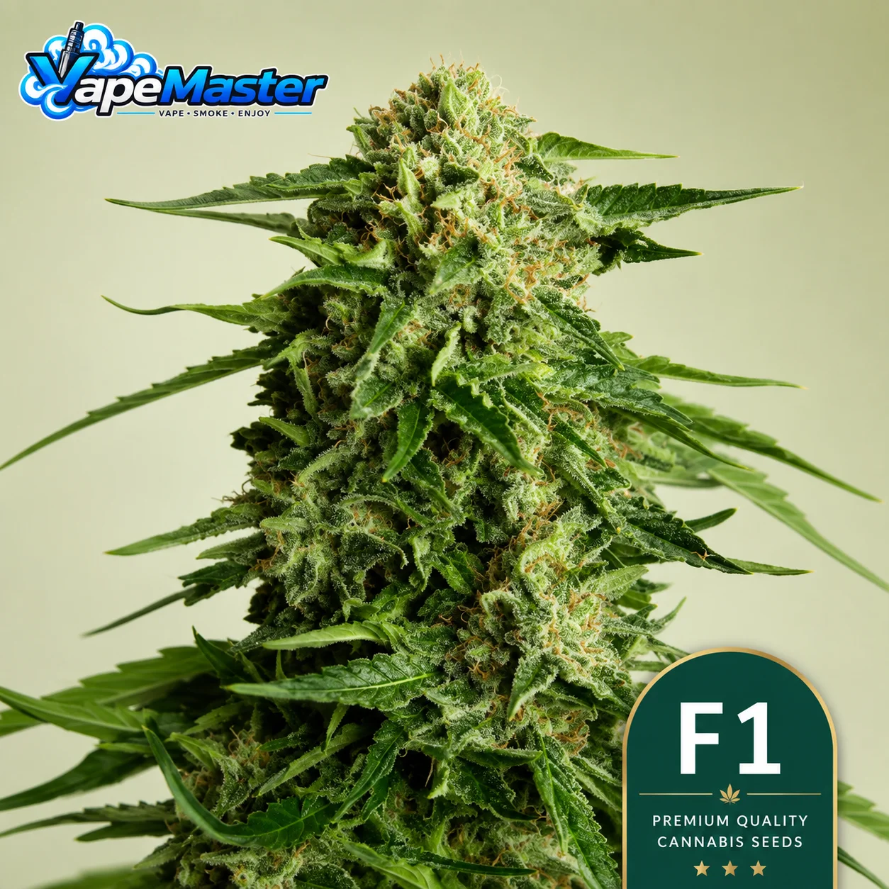 Medusa F1 Auto (Royal Queen Seeds) feminized