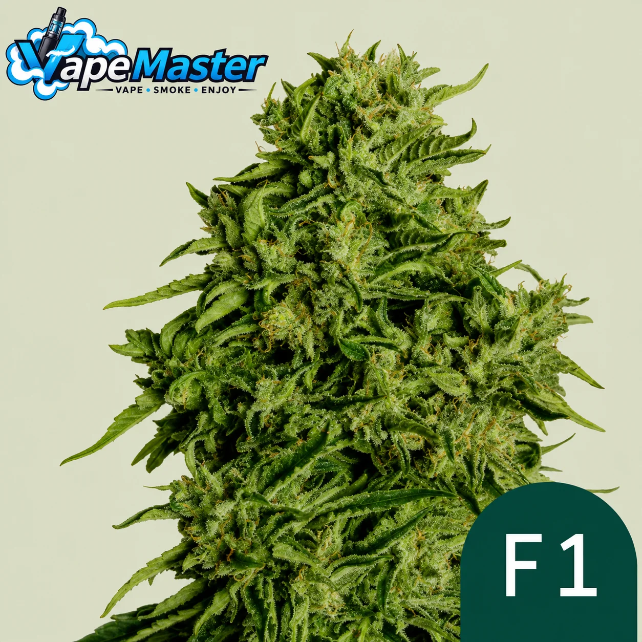 Cosmos F1 CBD Auto (Royal Queen Seeds) feminized