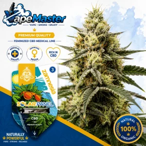 Chem Brulee (Zamnesia Seeds) féminisée