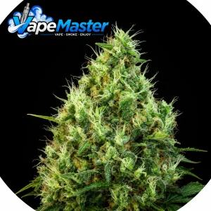 Motavation (Serious Seeds)
