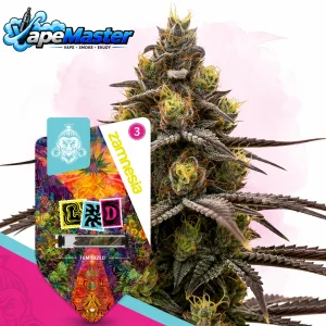 LSD (Zamnesia Seeds) féminisée