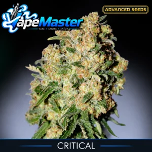 Critical (Advanced Seeds) feminized
