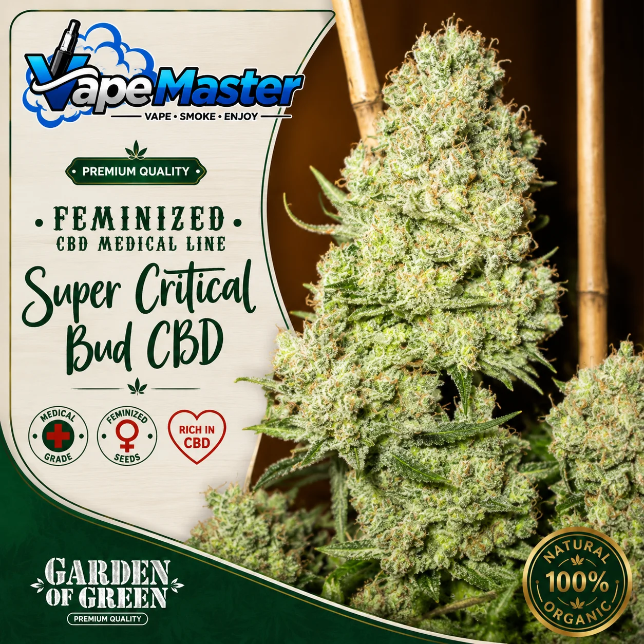 Channel + (Medical Seeds) feminized