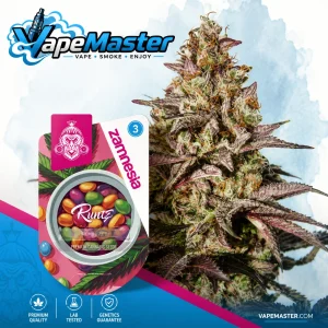Runtz Auto (Zamnesia Seeds) feminized