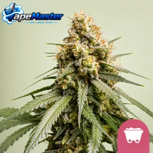 Shining Silver Haze (Royal Queen Seeds) Feminized