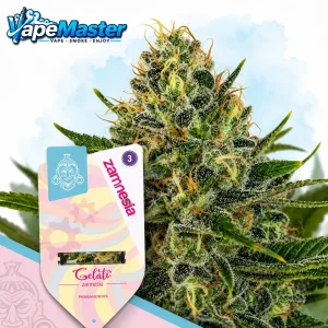 Gelato Auto (Zamnesia Seeds) feminized