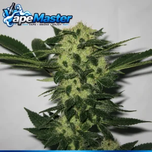 818 Headband (Cali Connection) feminized