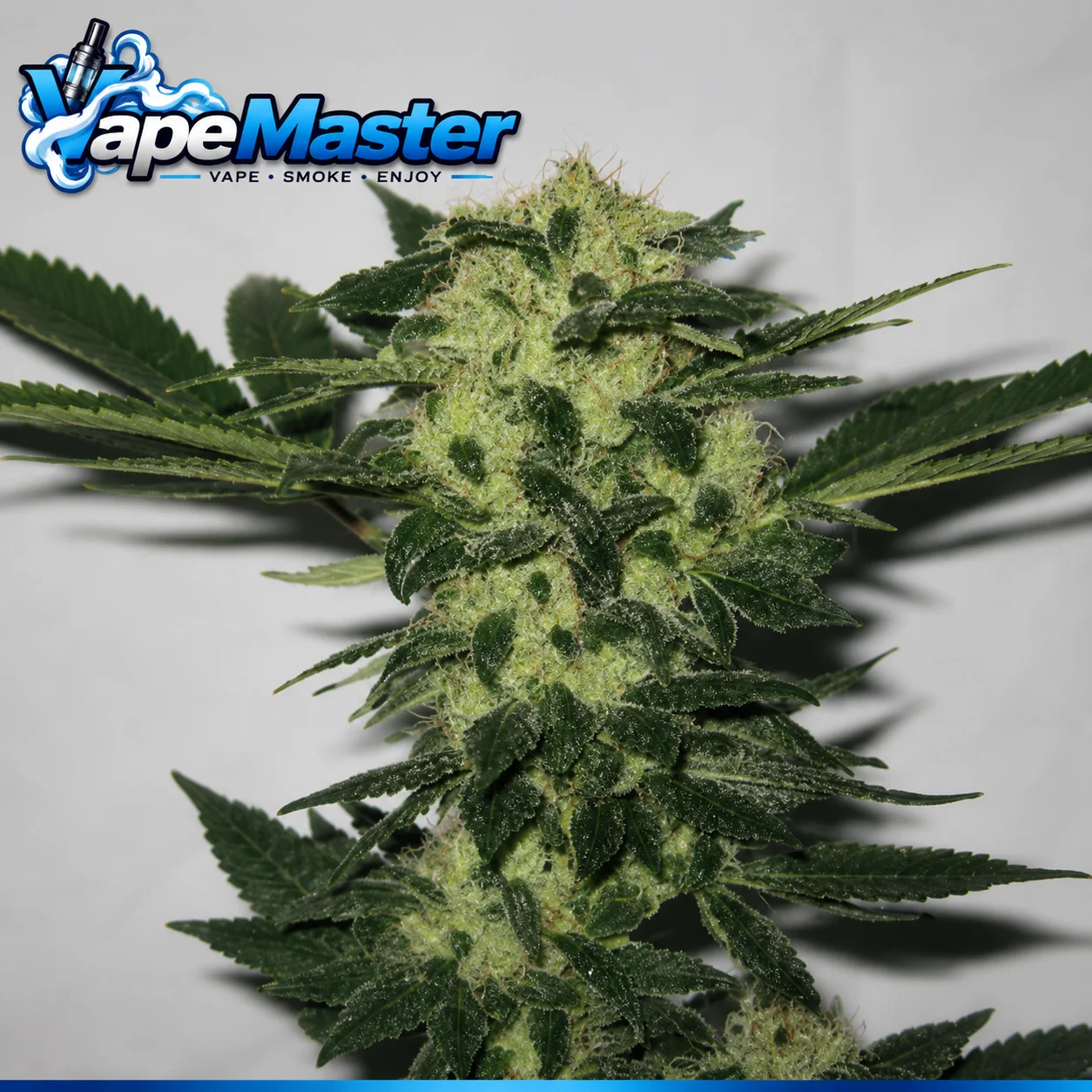 818 Headband (Cali Connection) feminized