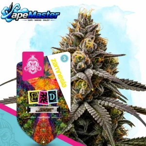 Gushers (Zamnesia Seeds) feminized