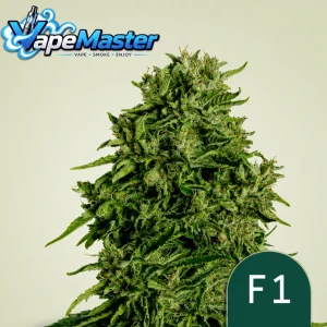 Cosmos F1 CBD Auto (Royal Queen Seeds) feminized