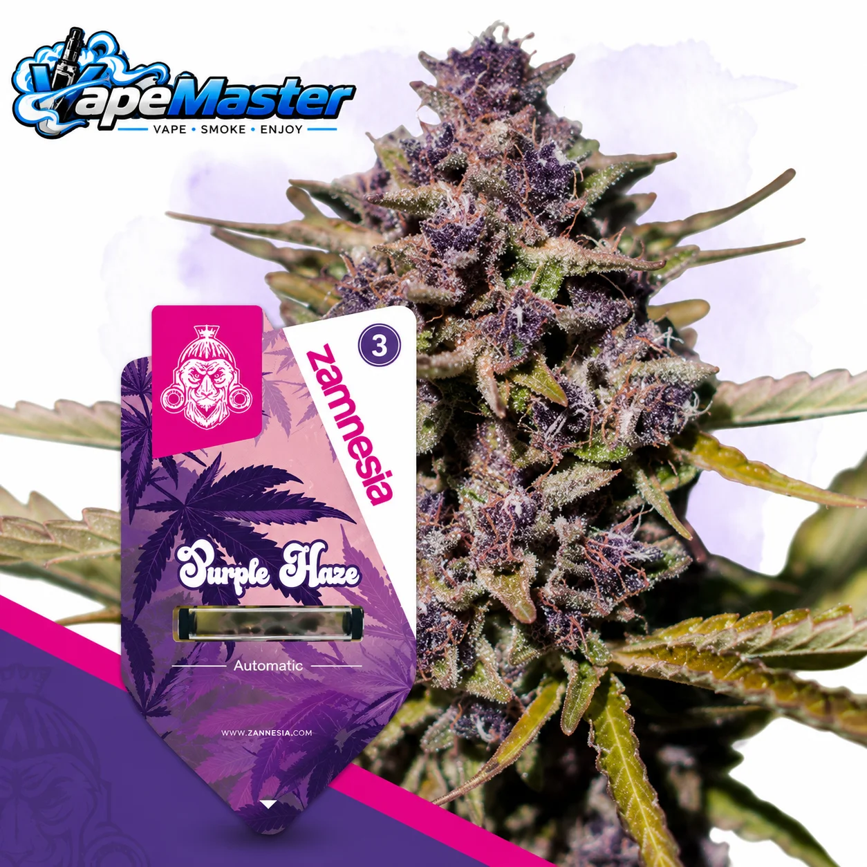 Purple Haze Auto (Zamnesia Seeds) feminized