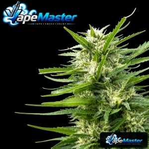 Kritikal Bilbo x AK-47 (Genehtik Seeds) feminized
