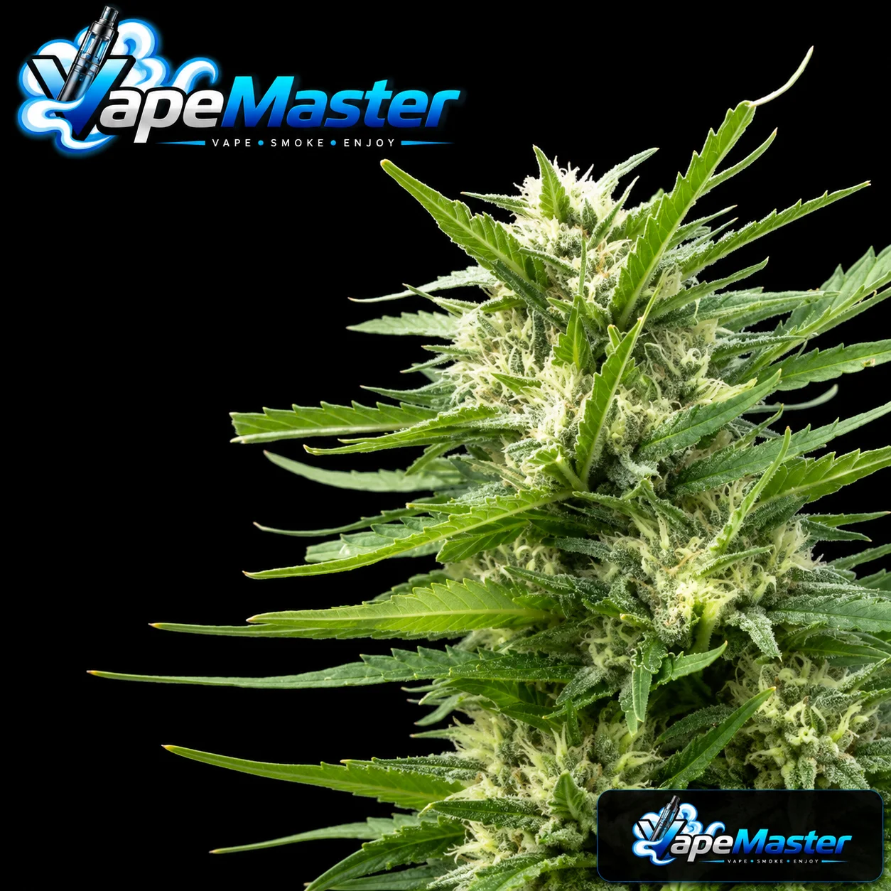 Kritikal Bilbo x AK-47 (Genehtik Seeds) feminized