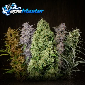 ACE Mix (ACE Seeds) feminized