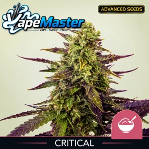 Cereal Milk (Royal Queen Seeds) feminized