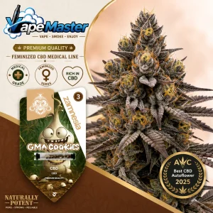 GMO Cookies Auto (Zamnesia Seeds) feminized