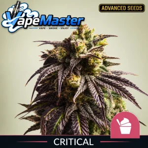 Sundae Driver (Royal Queen Seeds) feminized