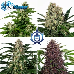 Assorted Auto (Buddha Seeds) feminized