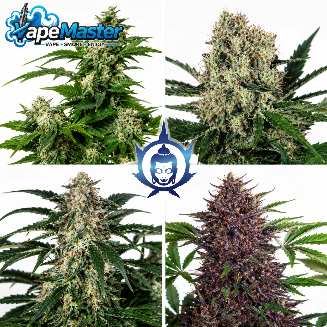 Assorted Auto (Buddha Seeds) feminized
